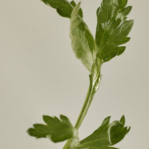 Beauty of Joseon Matte sun stick : Mugwort + Camelia 18g (SPF50+ PA++++), image 6
