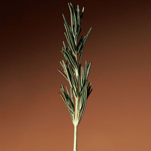 AROMATICA Vitalizing Rosemary Firming Ampoule 30ml, image 8
